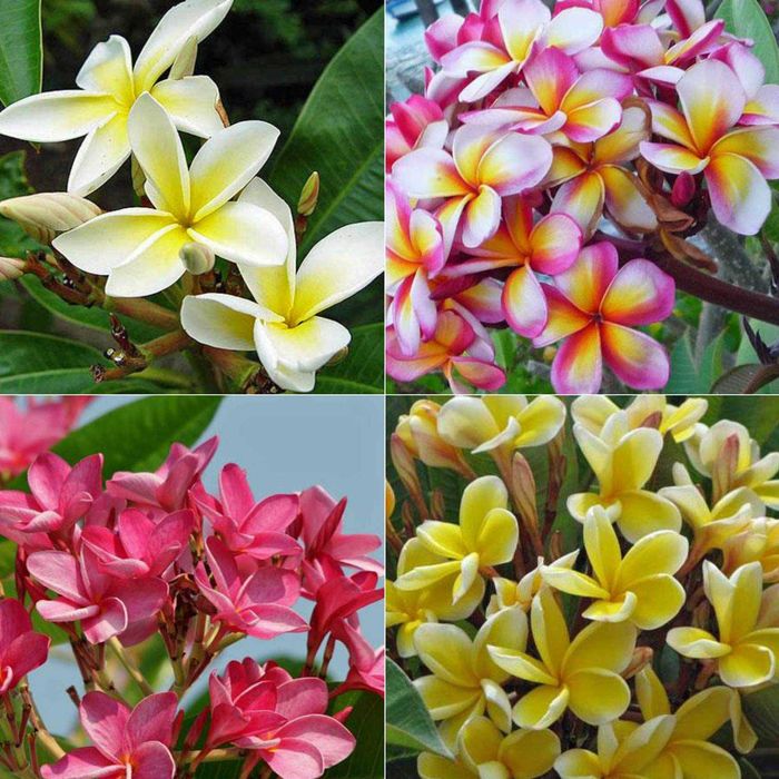 Plic 20 seminte Plumeria Frangipani Rubra - Mix de culori