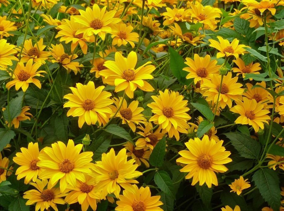 Продам цветы для сада