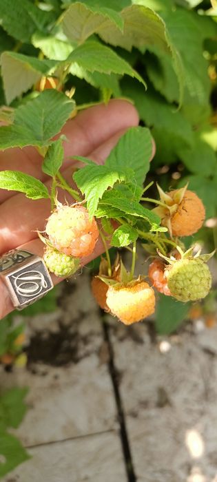 Продам саженцы малины