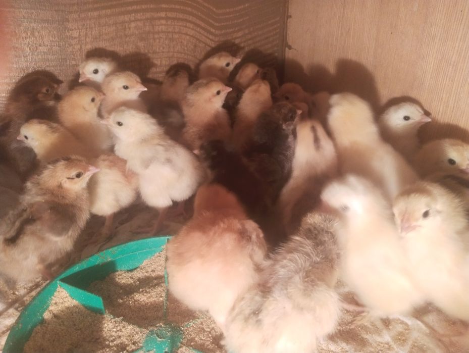 Продаються цыплята суточные