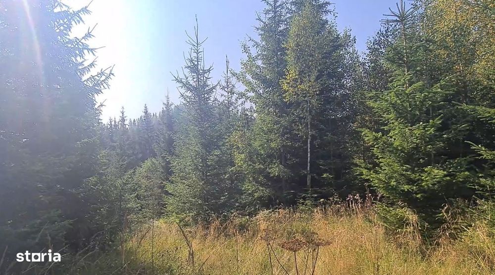 Neagra Sarului - Saru Dornei, Teren S = 6450 mp; 13 km de Vatra Dornei