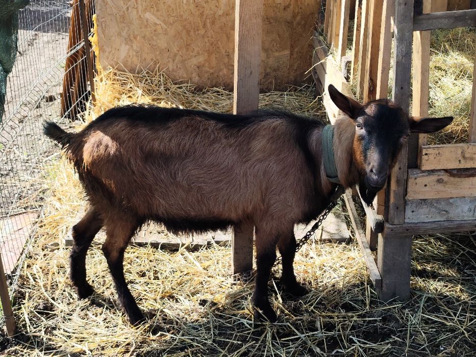 Vand țap alpin francez ciut genetic