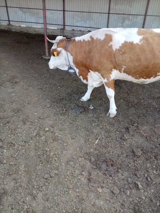 Vând vaca baltata românească
