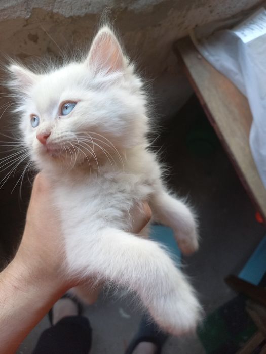Котенок белый пушистый мальчик