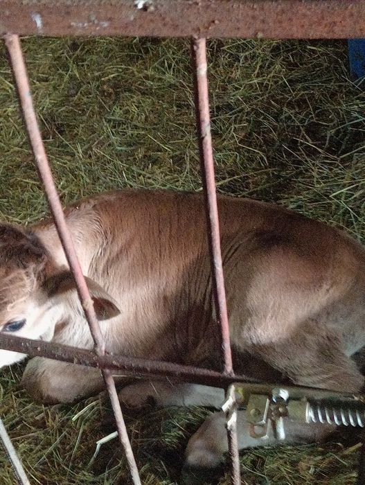 Vând tăurași înțărcați și sugari