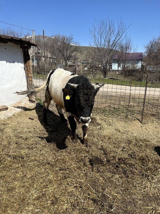 Продам быка 2 года