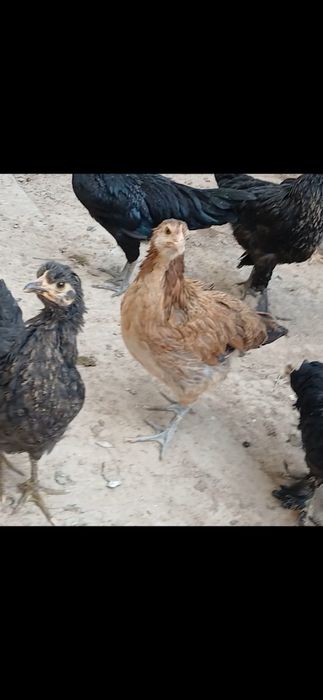 Qora Mag‘iz zotli parandalar