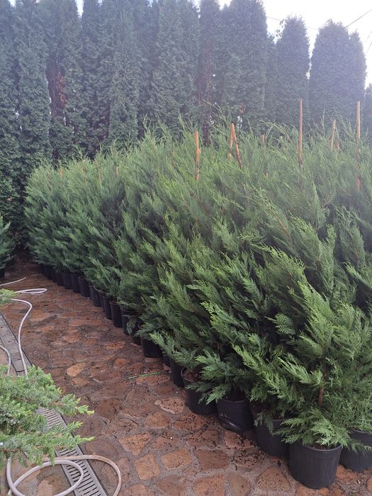 Tuia Leylandy,smarald columnaris.