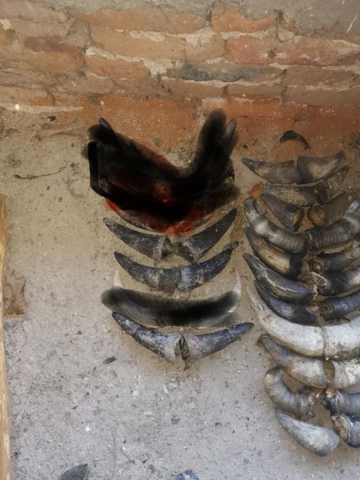 Кукерски маски и рога