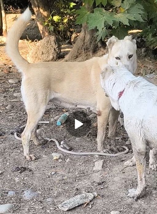 Алабай ургочи сотилади срочно,
