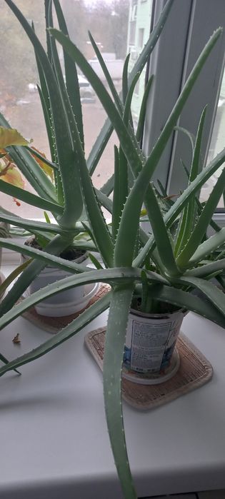Продам алое вера лечебный