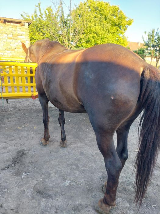 Iapa vândută  doar căruță este valabilă