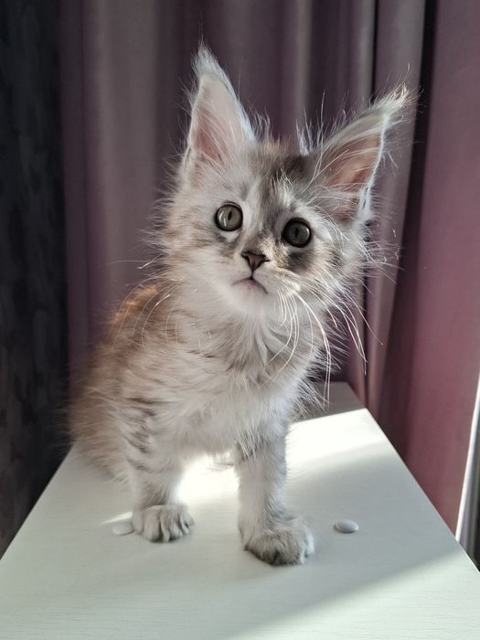 Мейн-кун  котята