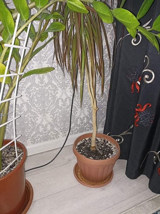 Комнатные ( домашние ) цветы