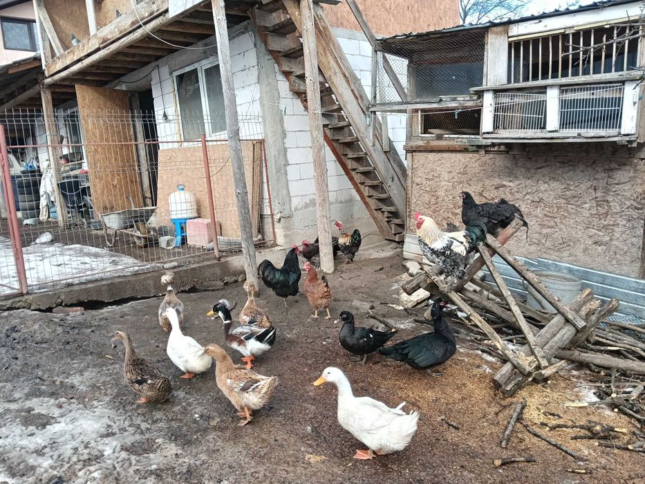 Vînd găini țărănești