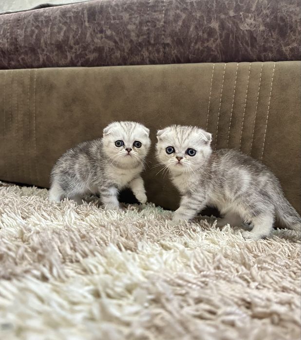 Котята шотландские вислоухие