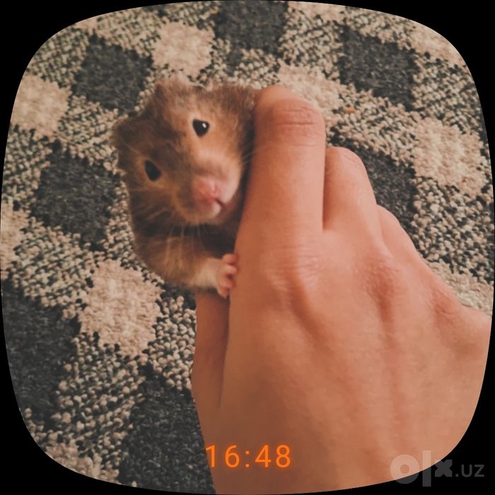 Домашный хомякии
