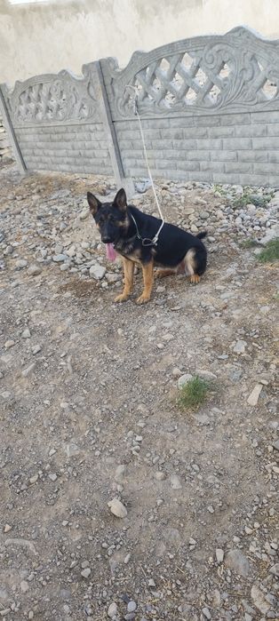 Немецкая авчарка