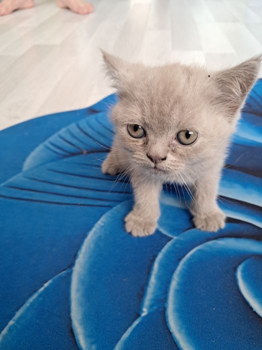 Nargiza Kavtaradze toy kuni