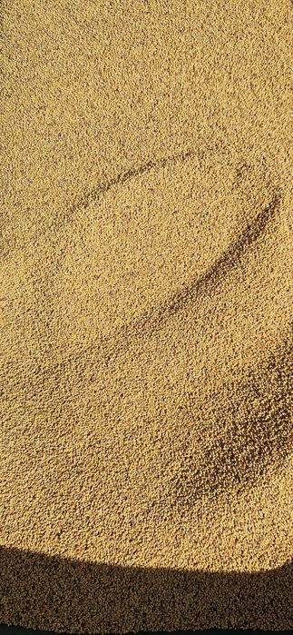 Vand sământa de lucerna selectată.