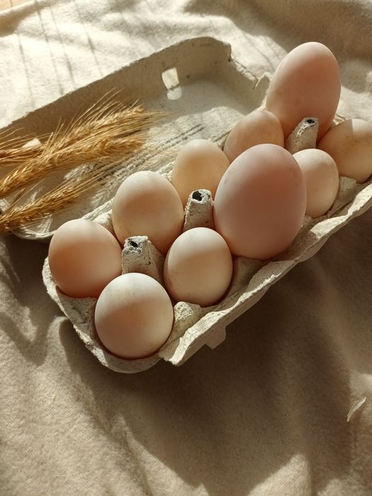 Ouă de rață Pekin -2 lei