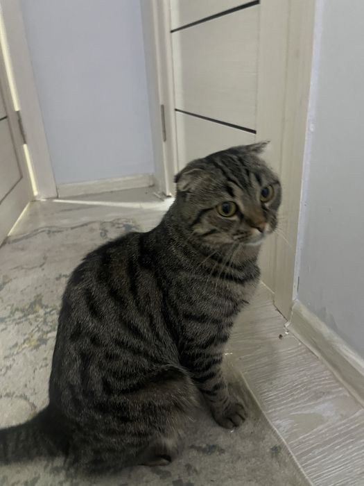 Отдам кота 1,5года