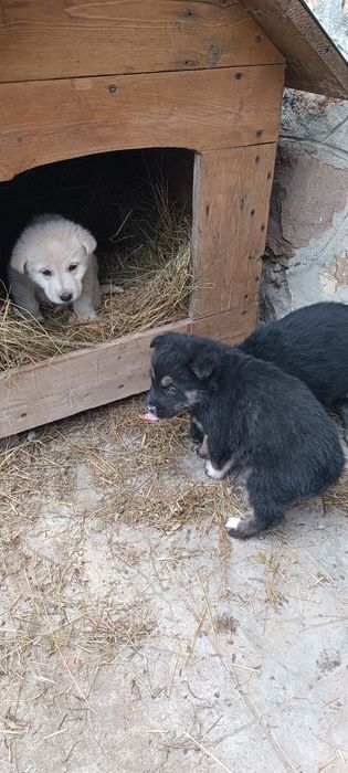 Donez catei (nu caine)