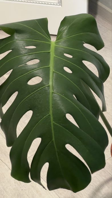 Монстера цветок лиана