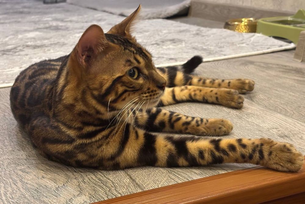 Продается бенгальский кот