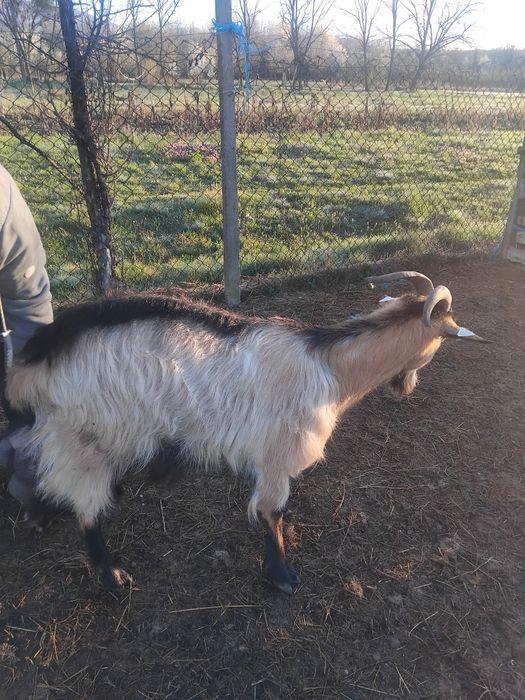 Vând capre bune de lapte