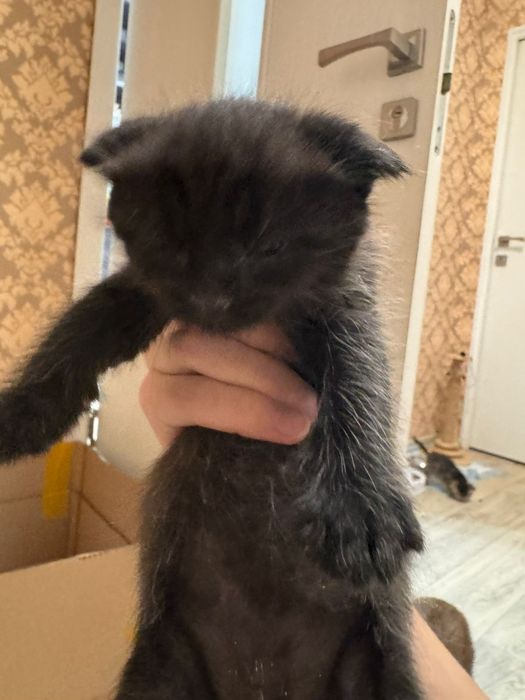 Скотиш фолд котята