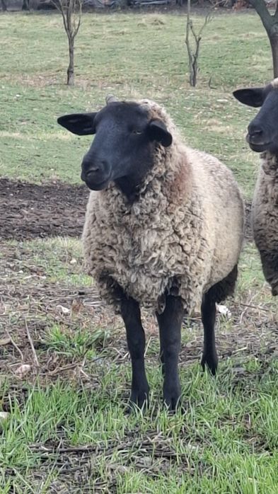 Mioară gestantă,cârlane gestante cu berbec suffolk original