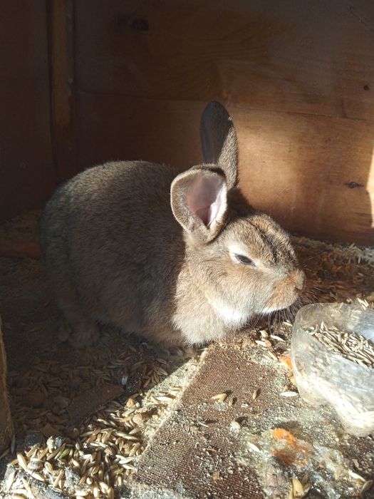 Продам кролика велекан девочка или обмен