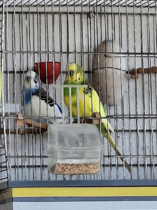 Canari și peruși.