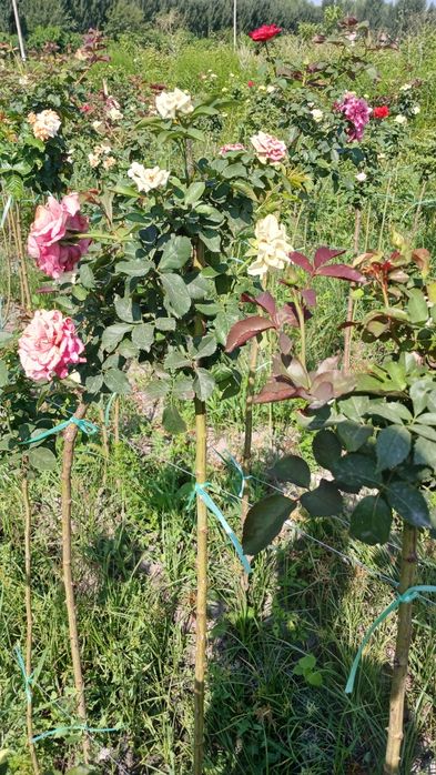 Metropka gul                      .