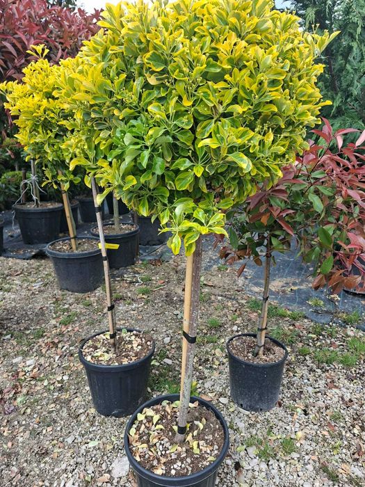 plante si seminte