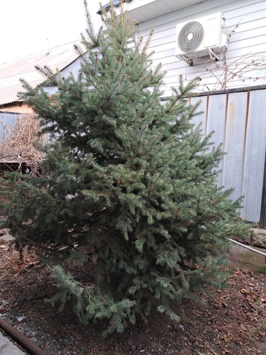 Продам живые елки