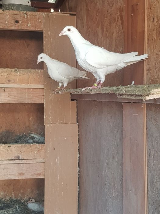 Schimb cu pasari de curte