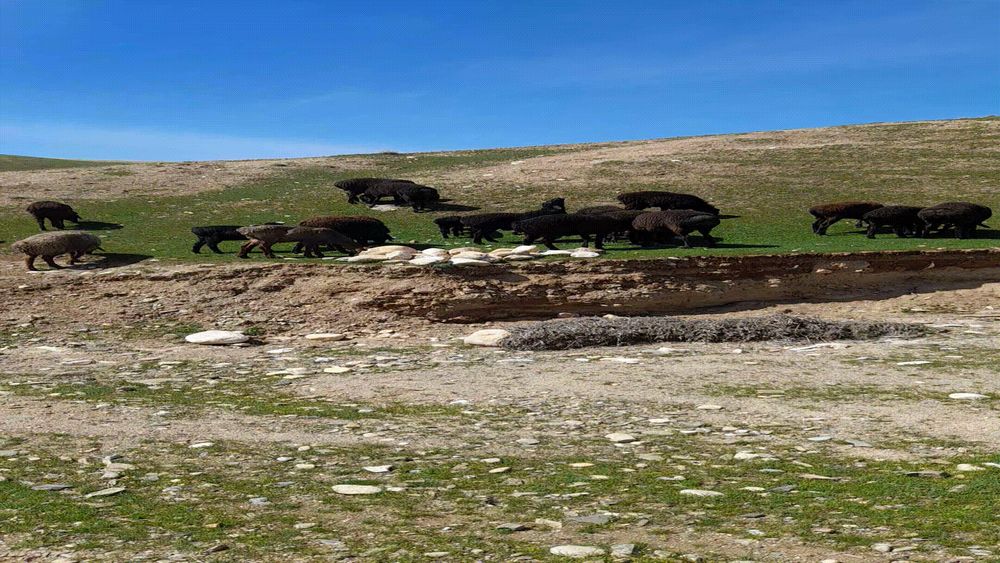 Zotdor quchqorlar 3300 dan boshlab