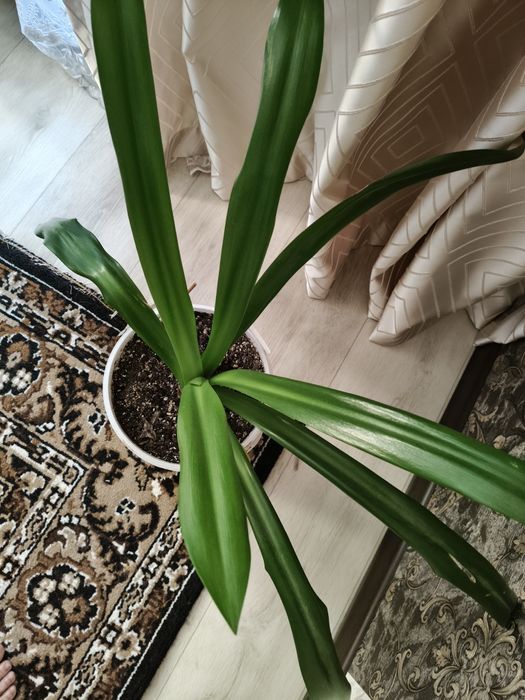 Отдам бесплатно цветок