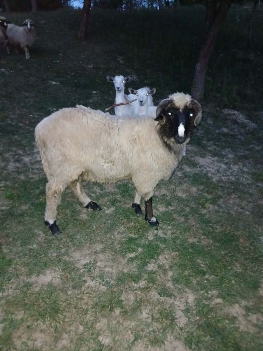 Berbec de rasa de vanzare