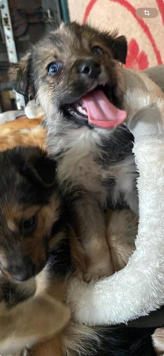 Срочно Ище дом малышам