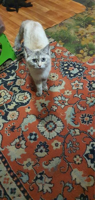 Кошка с котятами
