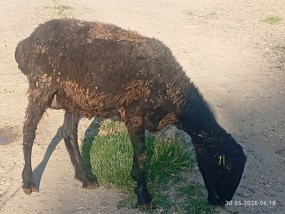 Сатылады Козылы койлар