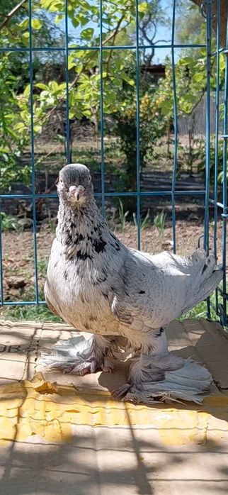 Голуби игровых кровей