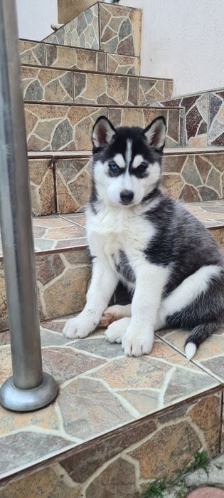 Pui caine Husky Siberian