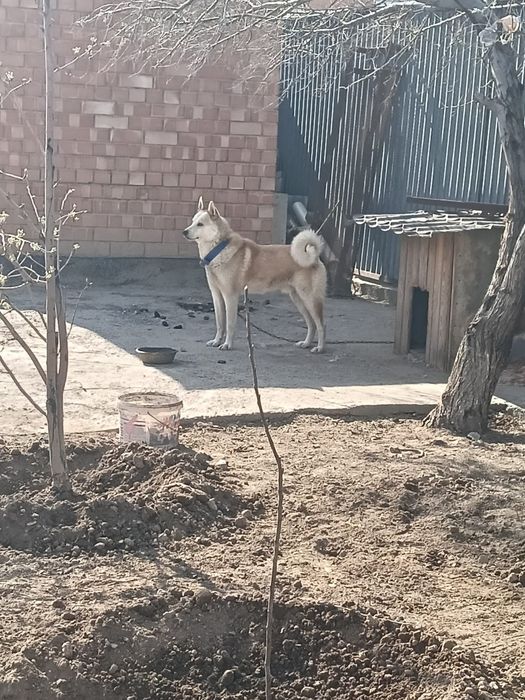 Злс лайка кушыктер