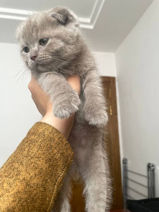 Zotli mushuk bolalari sotiladi
Soni: 3 ta
Yoshi: 2 oylik
Onasi: