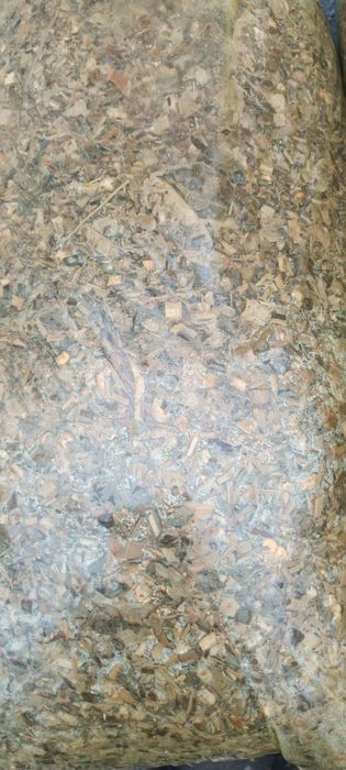 Silos sotiladi 18_20 kg