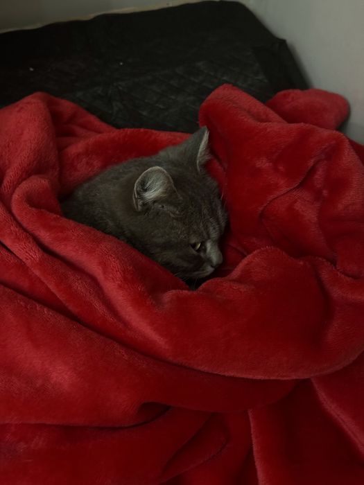 Отдам кошку и даже заплачу за ее корм )